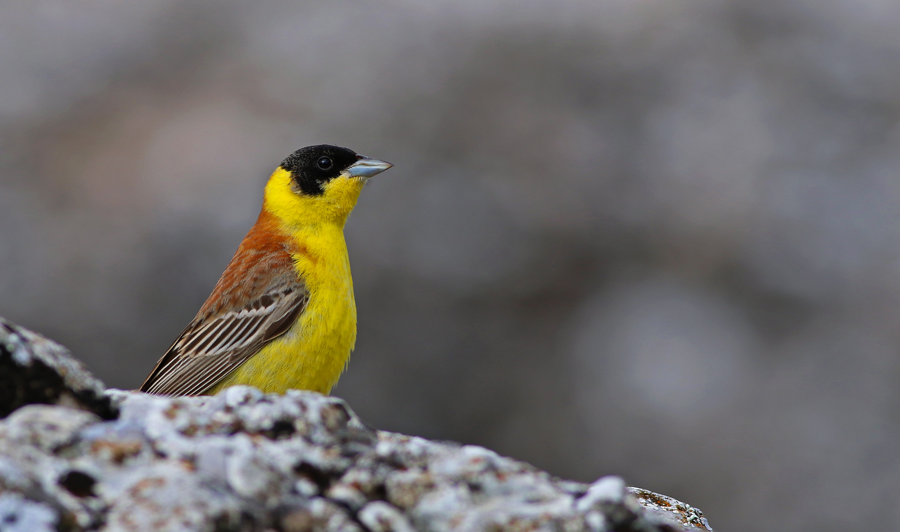 Black-headed Bunting